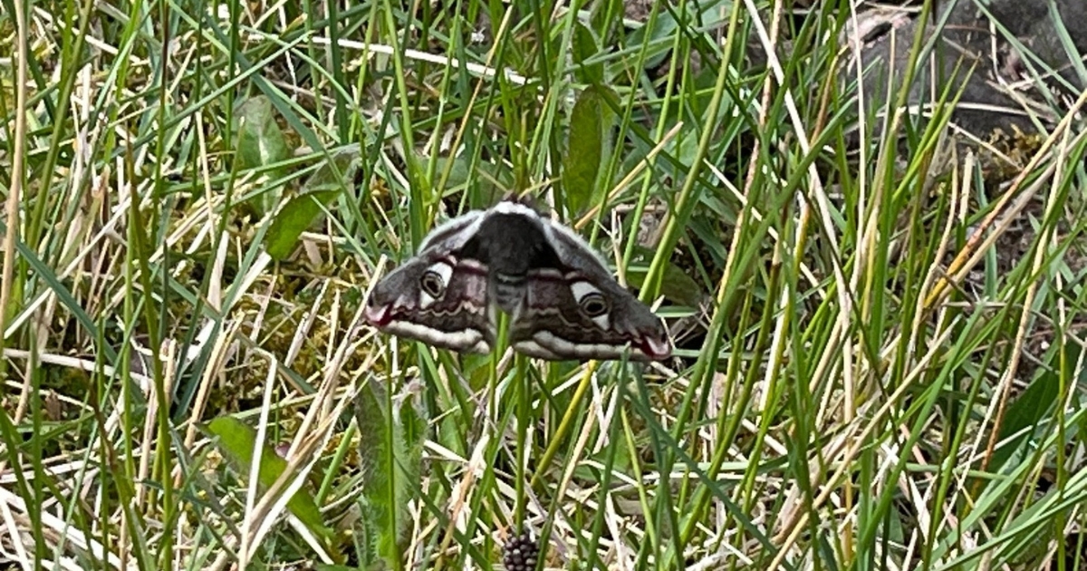 Moth