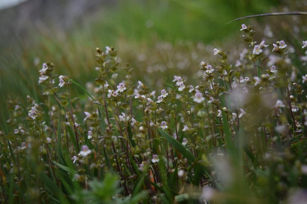 The small lilac flowers of arctic eyebright