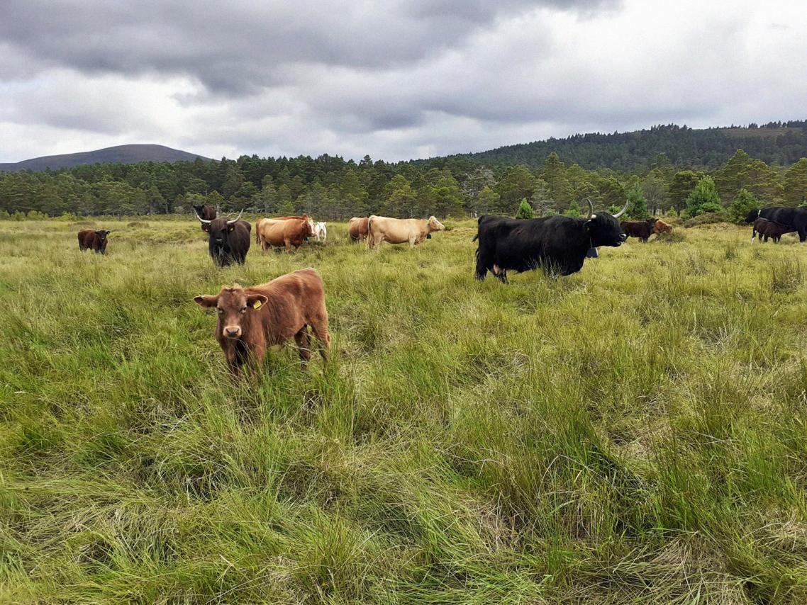 Aug162023_We have a herd of cows at bognacruie this year and ita amazing the difference between a few weeks