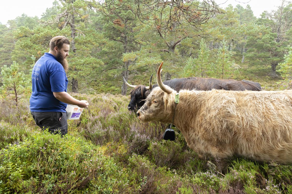 mike and the cows_STBP_web