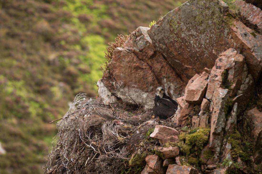 A golden eagle chick peers up from a small craggy ledge