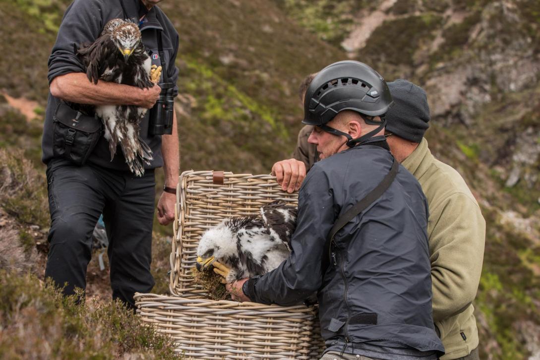 A golden eagle chick is lowered into a travelling box.