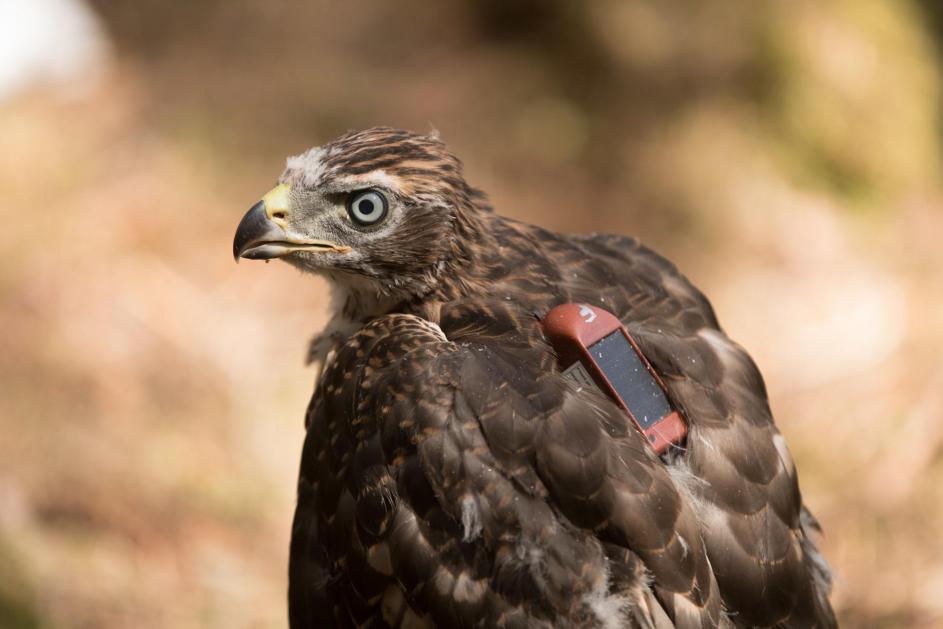 goshawk_with_tag