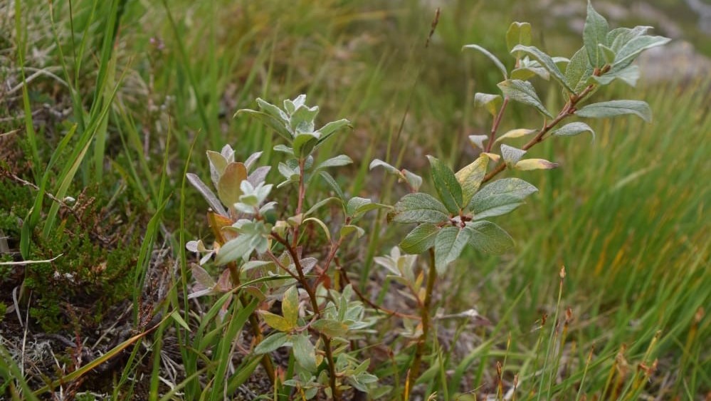 Close up image of small green leaves on a small downy willow sapling