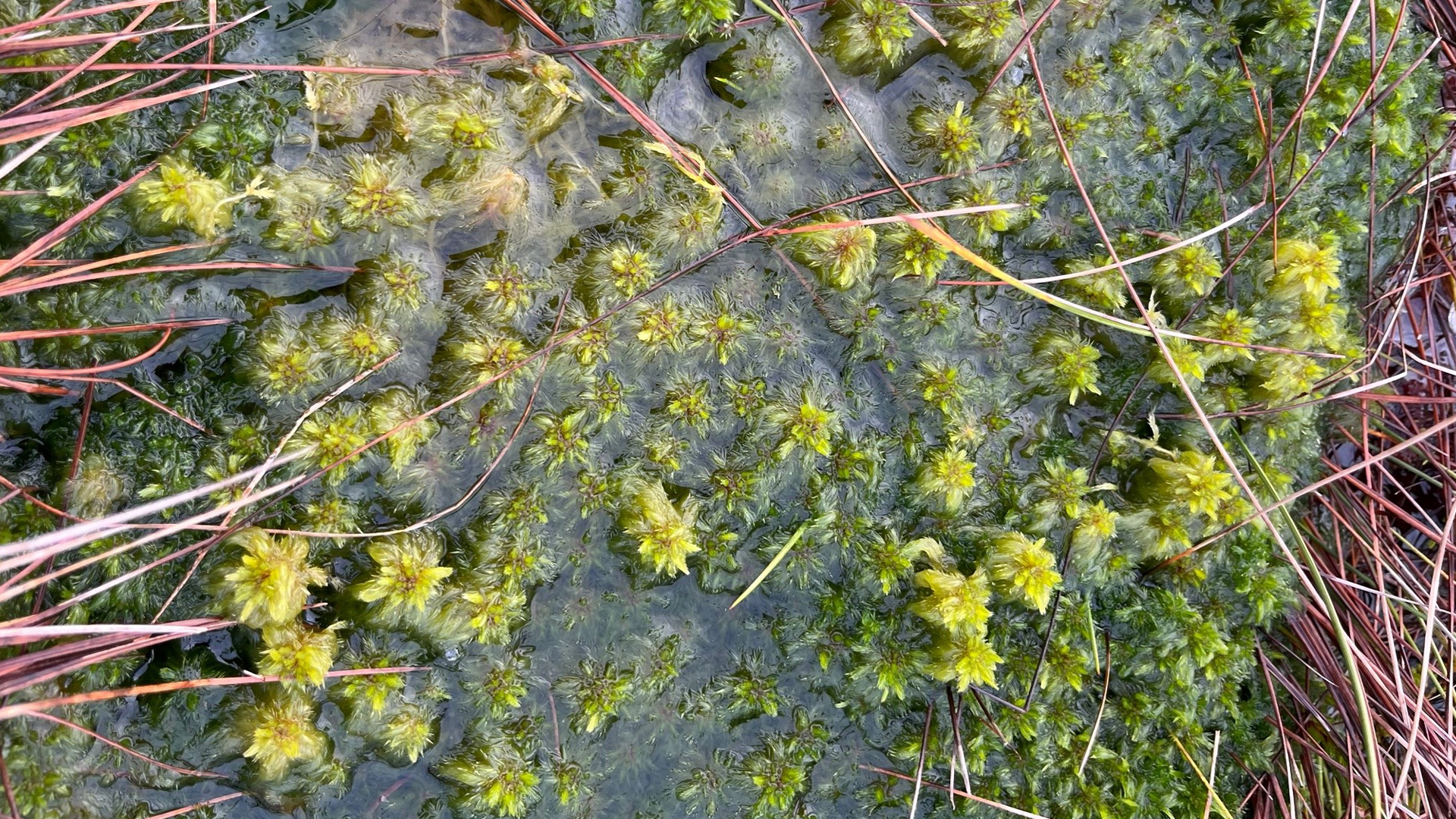 Sphagnum Moss - the bog builder Fact SheetIrish Peatland