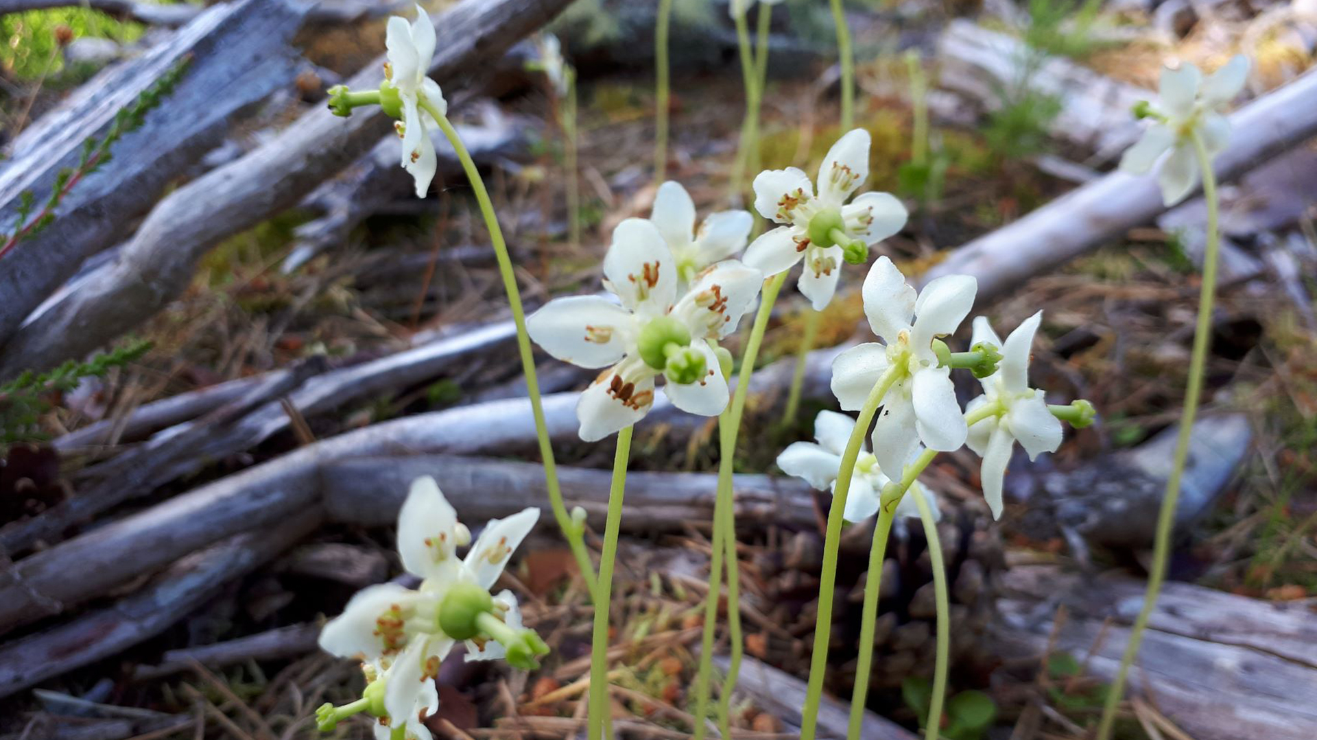 Cluster-of-One-flowered-Wintegreen_Credit-Sam-Jones_web