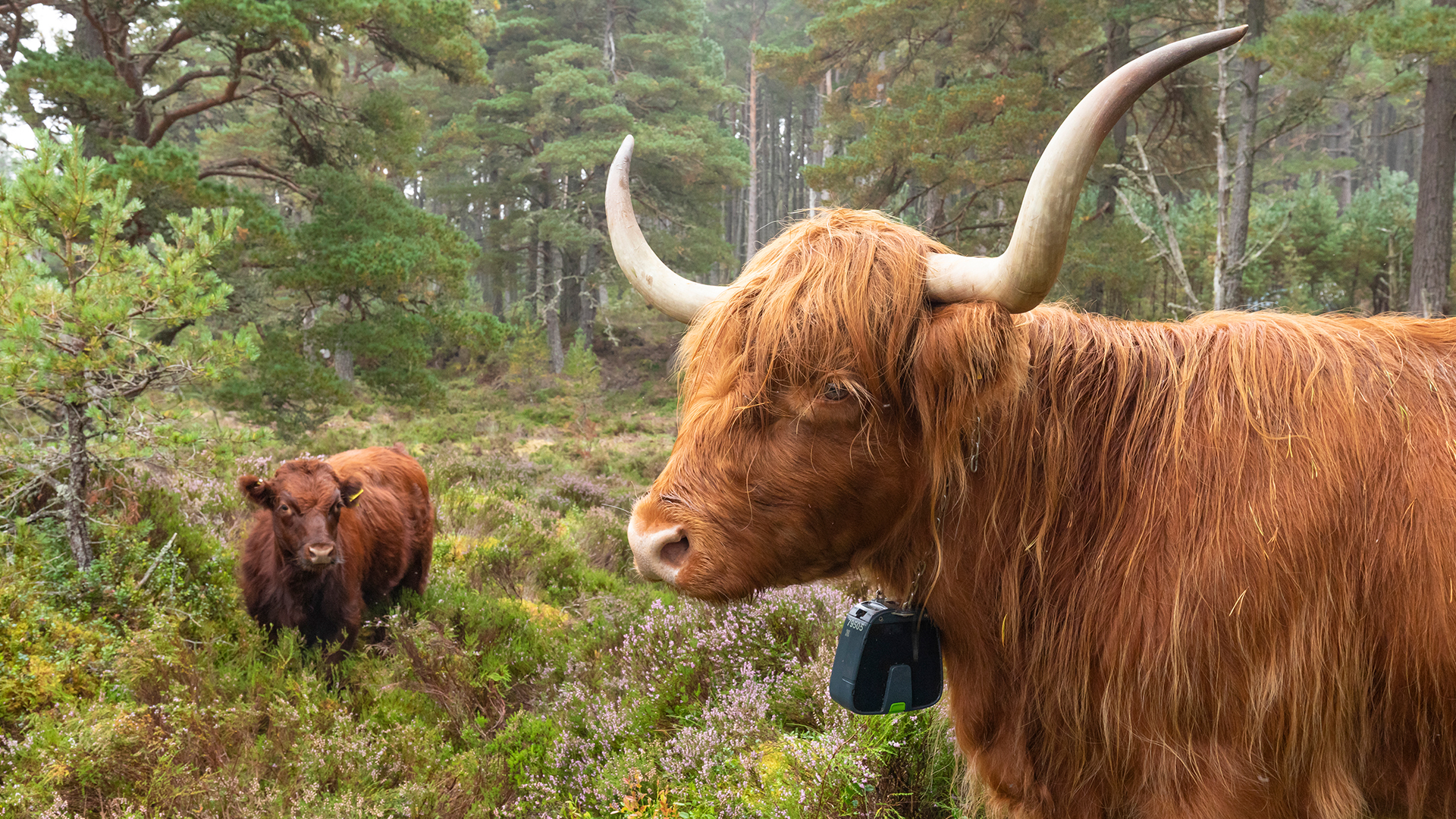 Grazing_Abernethy_STBP_web