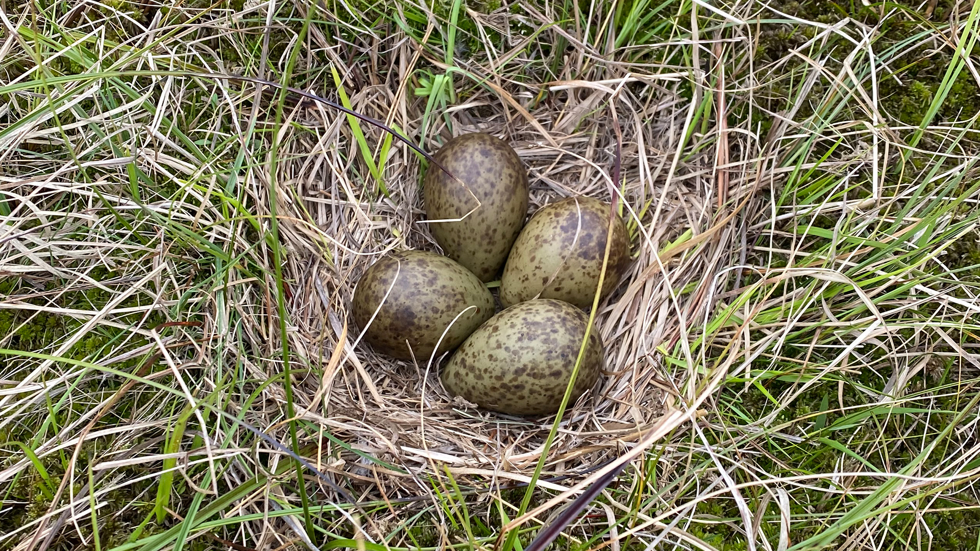 WorldCurlewDay_Nest_2